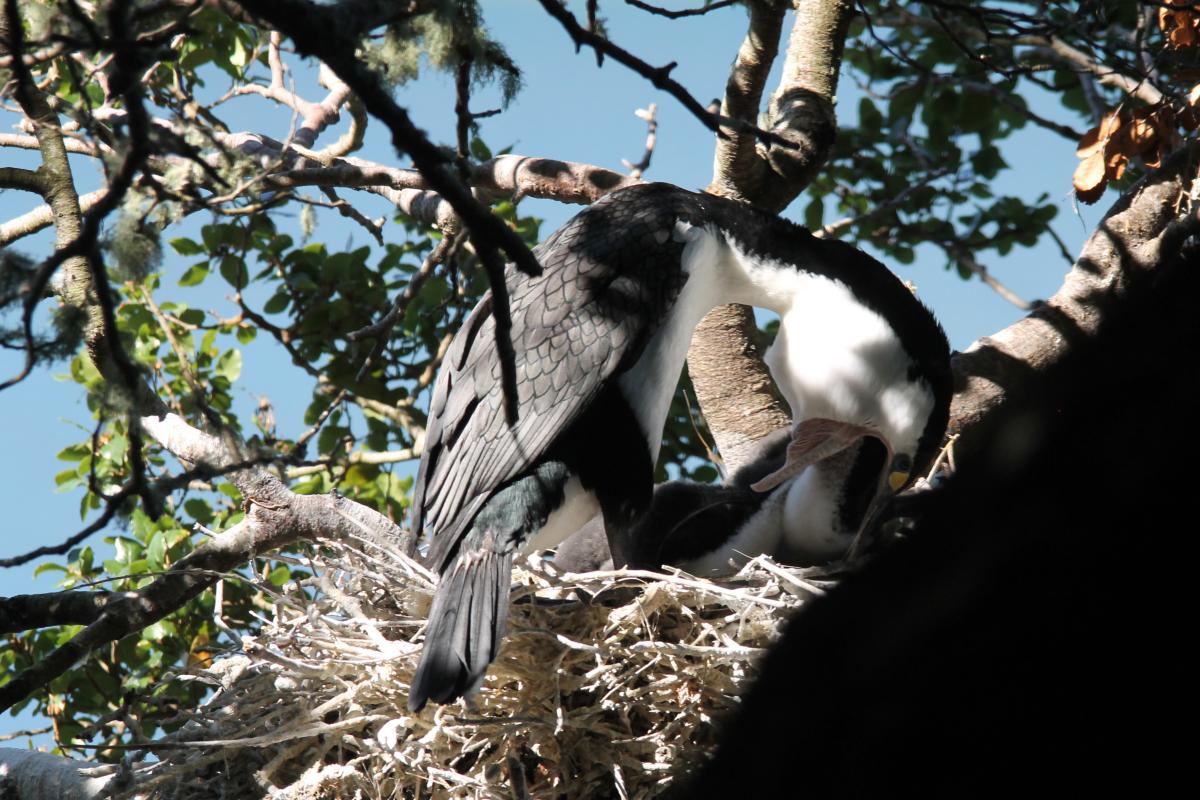 Pied Shag (Phalacrocorax varius)